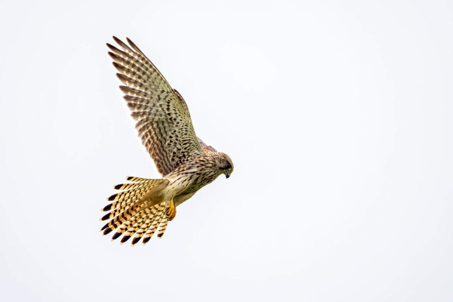 Turmfalke - weiblich