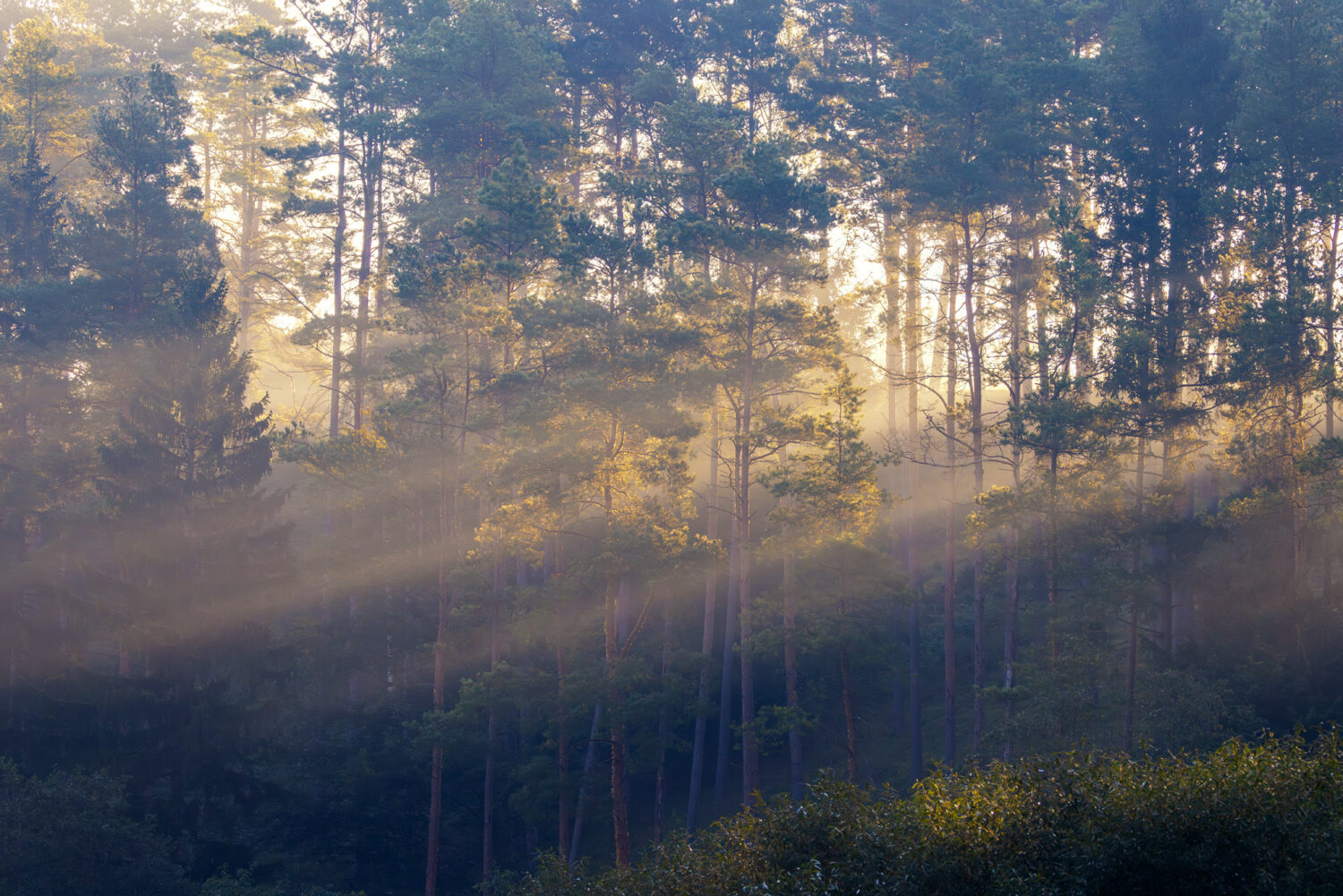 Die noch tiefstehende Sonne sendet ihre Strahlen durch den Wald