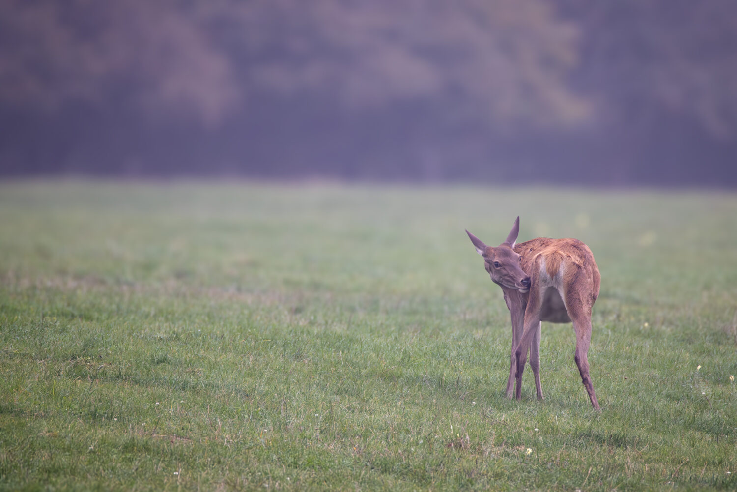 Rotwild (Kuh) in der Nordeifel