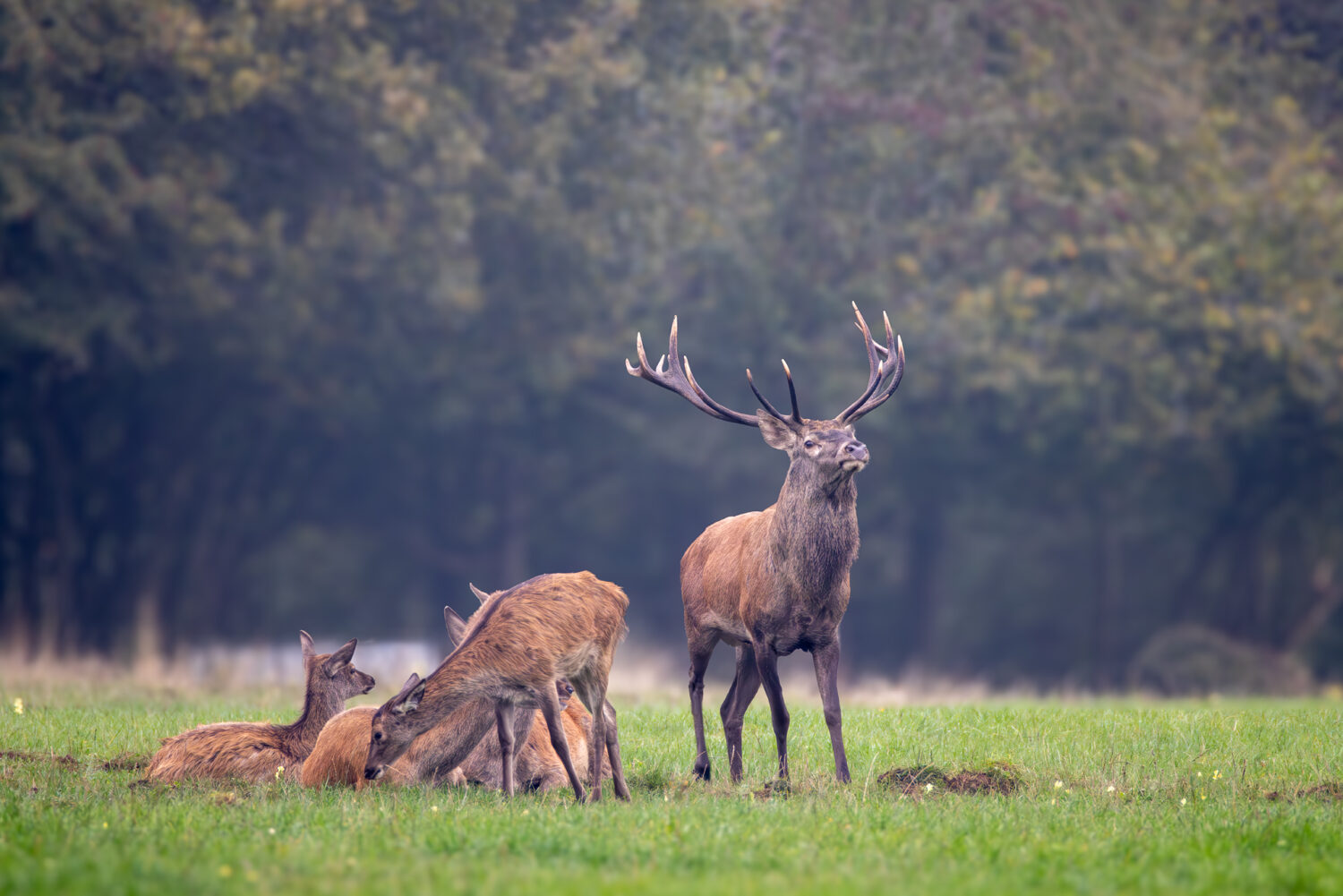 Rotwild in der Nordeifel