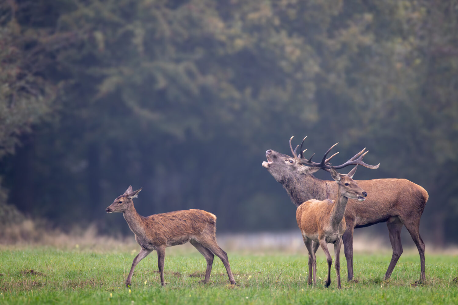 Rotwild in der Nordeifel