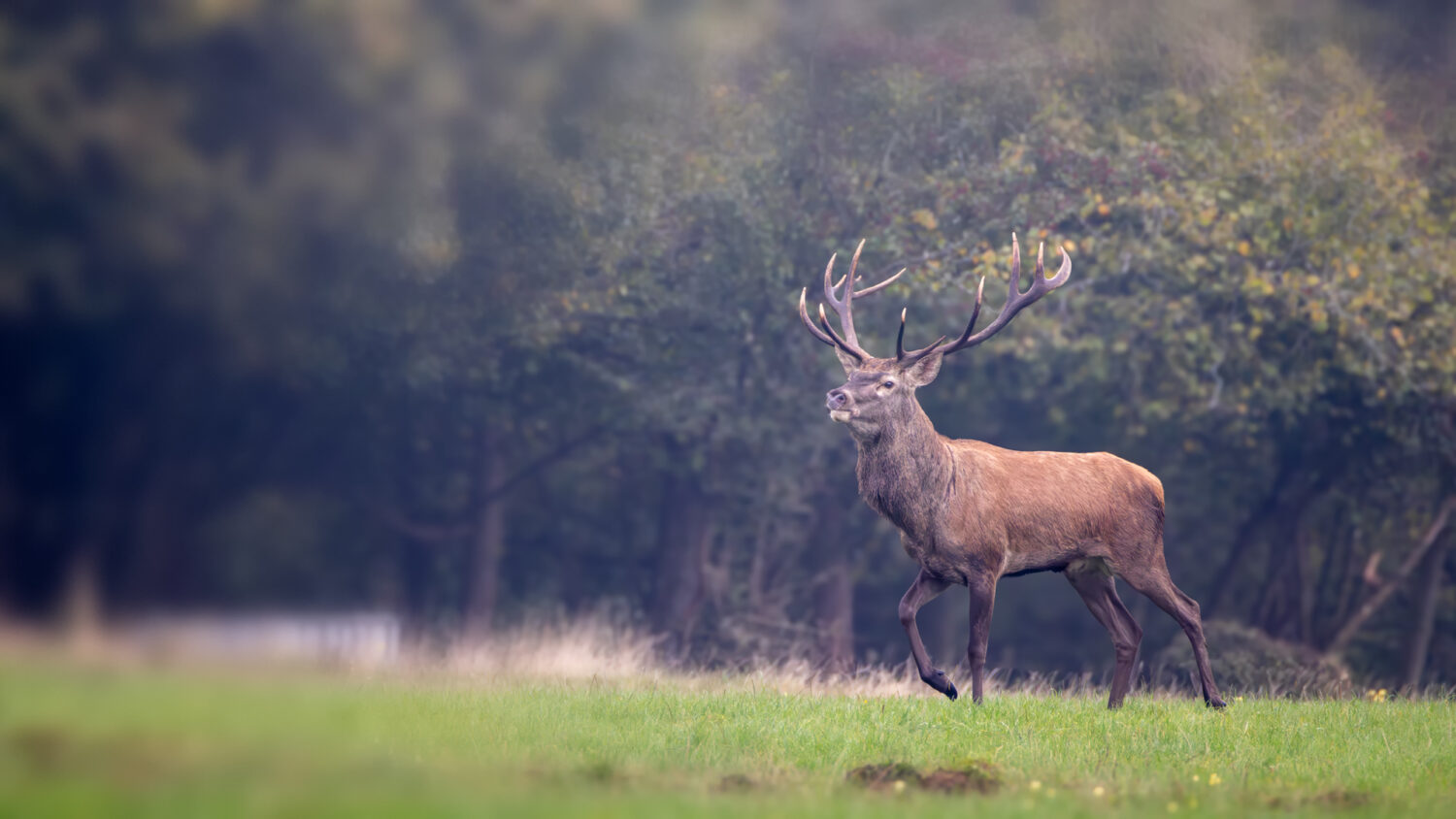 Rothirsch in der Nordeifel