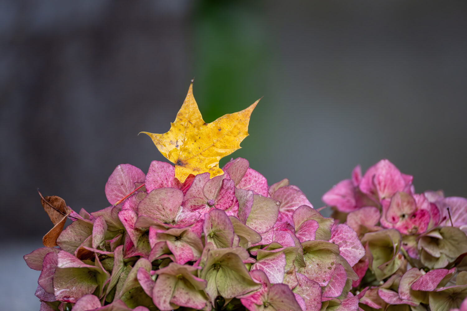 2024-10-FCa-034-Herbst