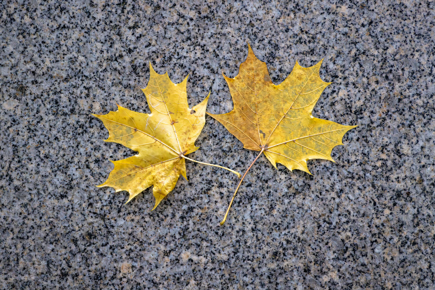 2024-10-FCa-035-Herbst Herbst