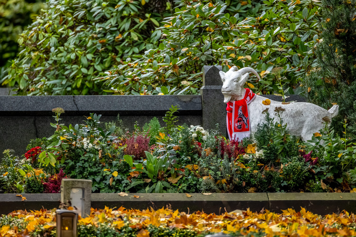 2024-10-FCa-037-Hennes-Melatenfriedhof Der Hennes, das Maskottchen des 1. FC Köln steht samt Schal auf dem Grab eines jungen Mannes auf dem Melatenfriedhof. Er war wohl ein großer FC-Fan.