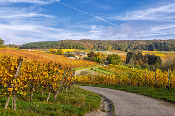 Herbst in den Weinbergen des Ahrtals