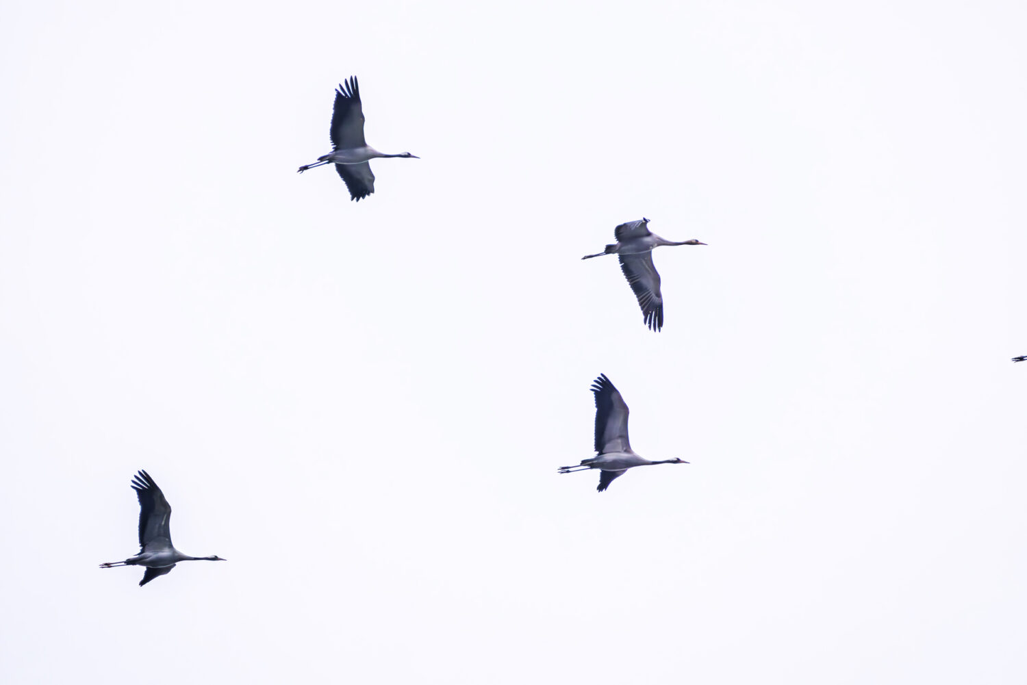 Kraniche auf dem Zug ins Winterquartier