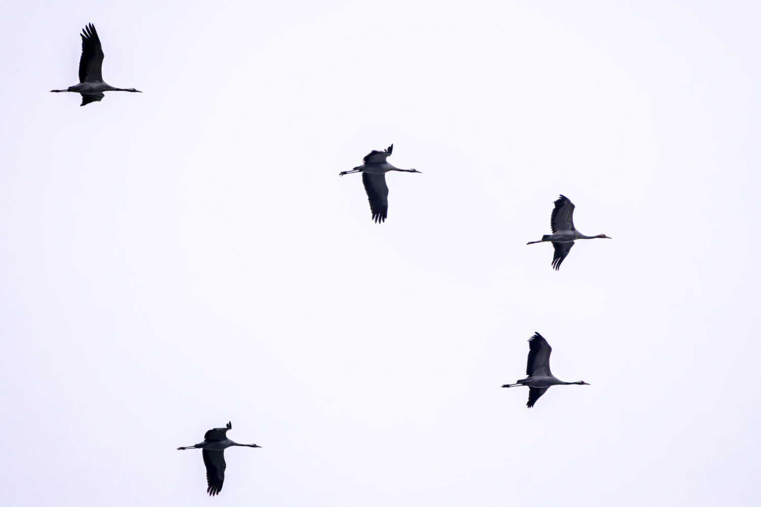 Kraniche auf dem Zug ins Winterquartier