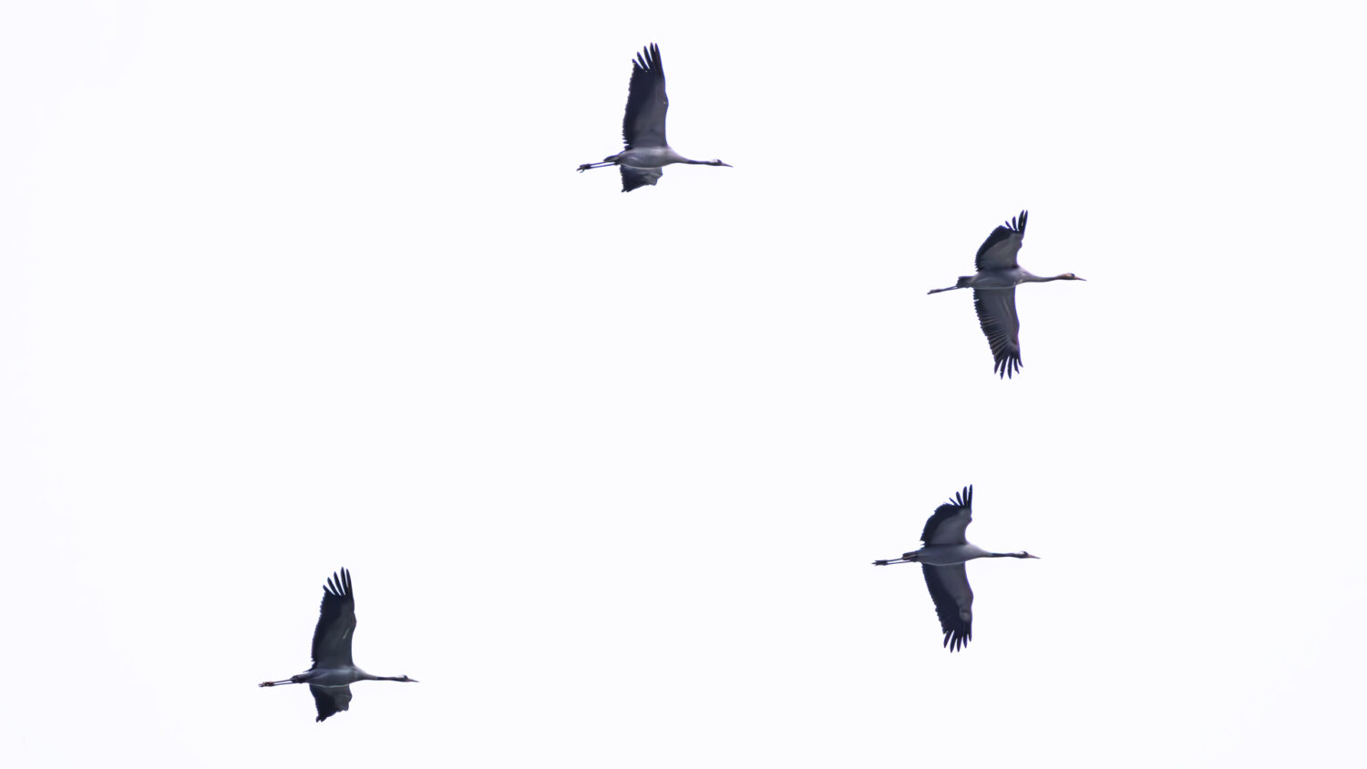 Kraniche auf dem Zug ins Winterquartier