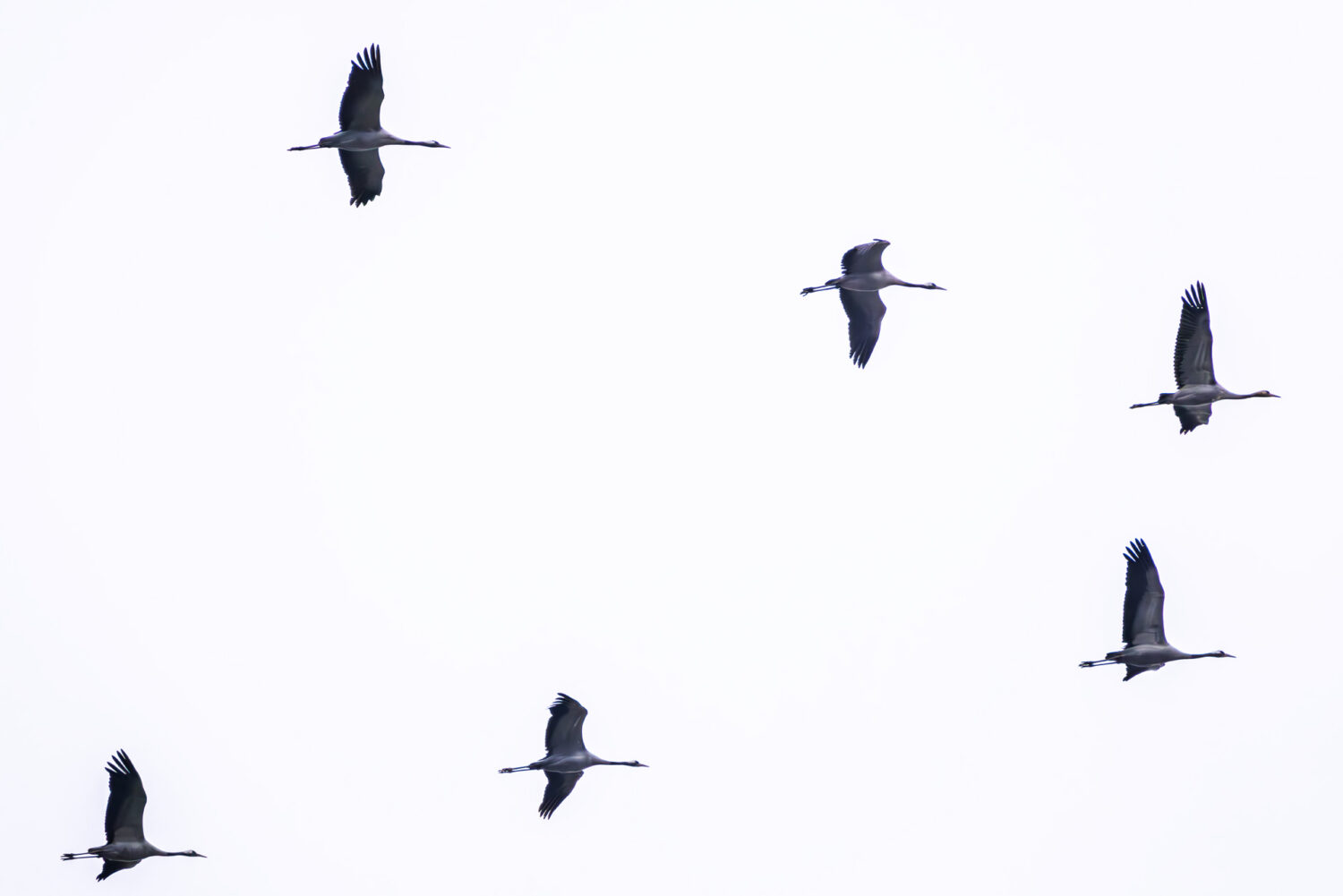 Kraniche auf dem Zug ins Winterquartier