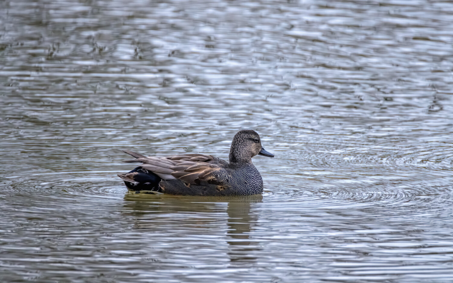 Schnatterente - m&auml;nnlich