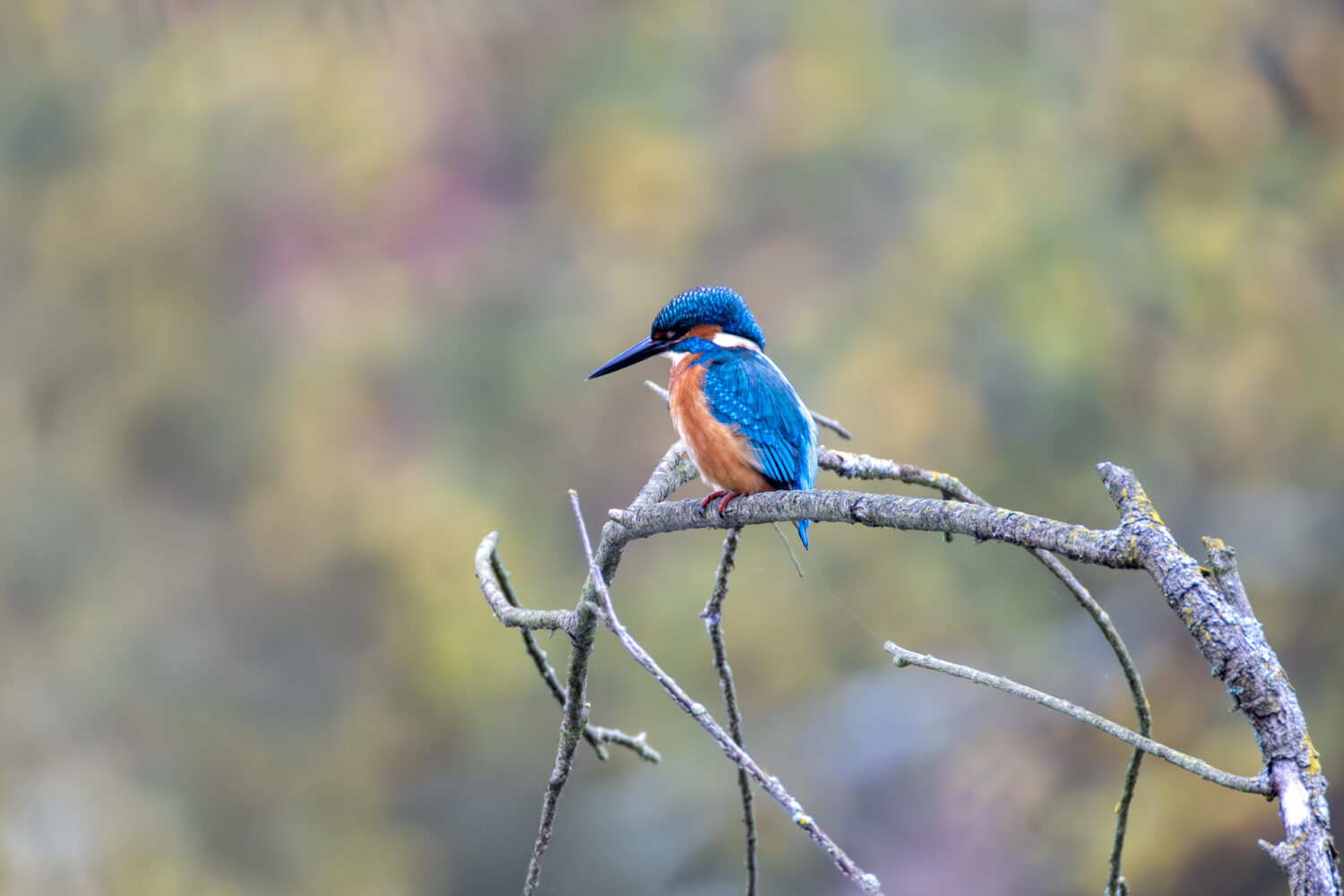 Eisvogel - m&auml;nnlich