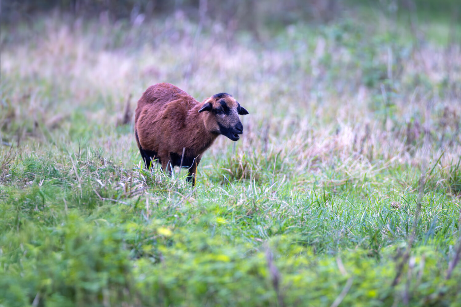 Vermutlich ein Kamerunschaf