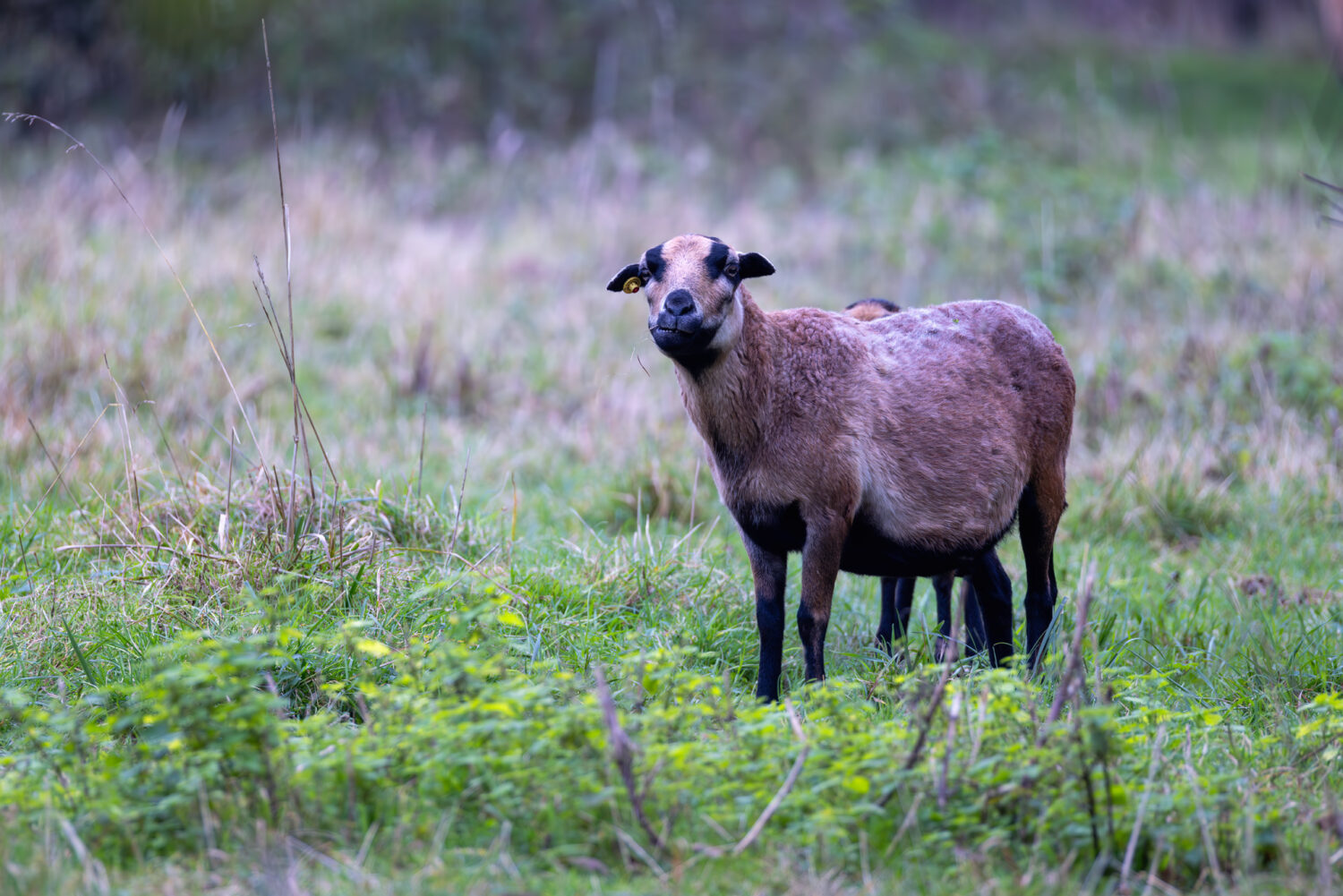 Vermutlich ein Kamerunschaf