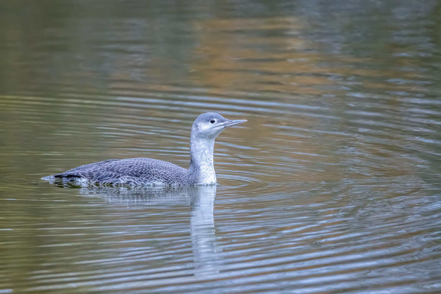 Junger Sterntaucher - ein sehr seltener Gast in der Eifel. In Deutschland sieht man ihn meist nur als Wintergast an den K&uuml;sten von Nord- und Ostsee. Im Sommer lebt er in Tundra und Taiga in Europa, Asien und Nordamerika.