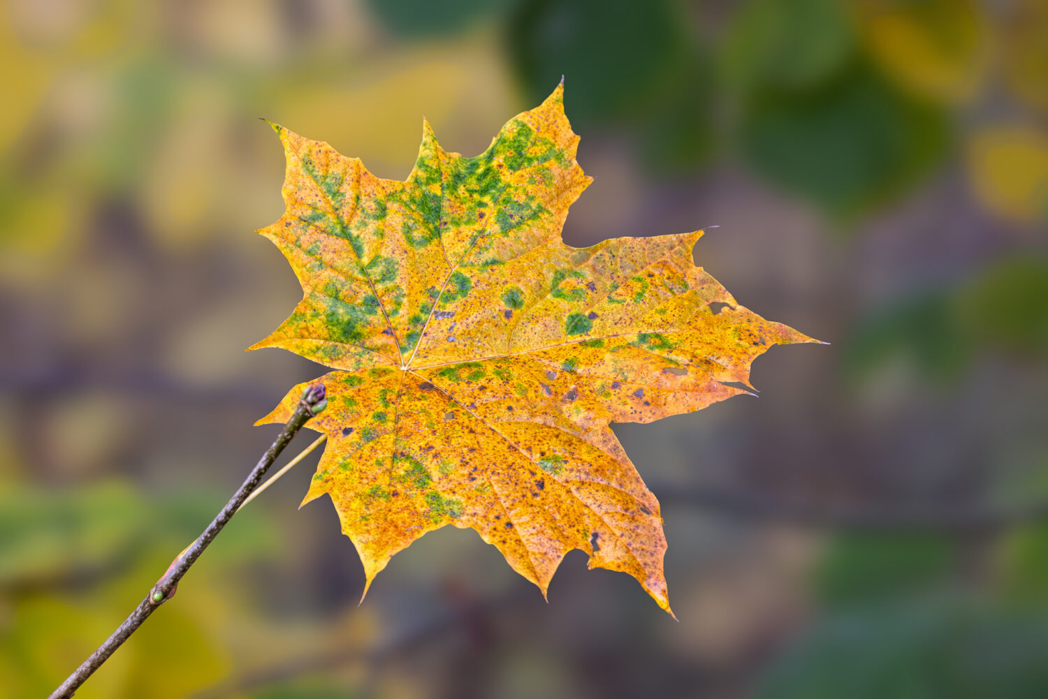Herbstfarben