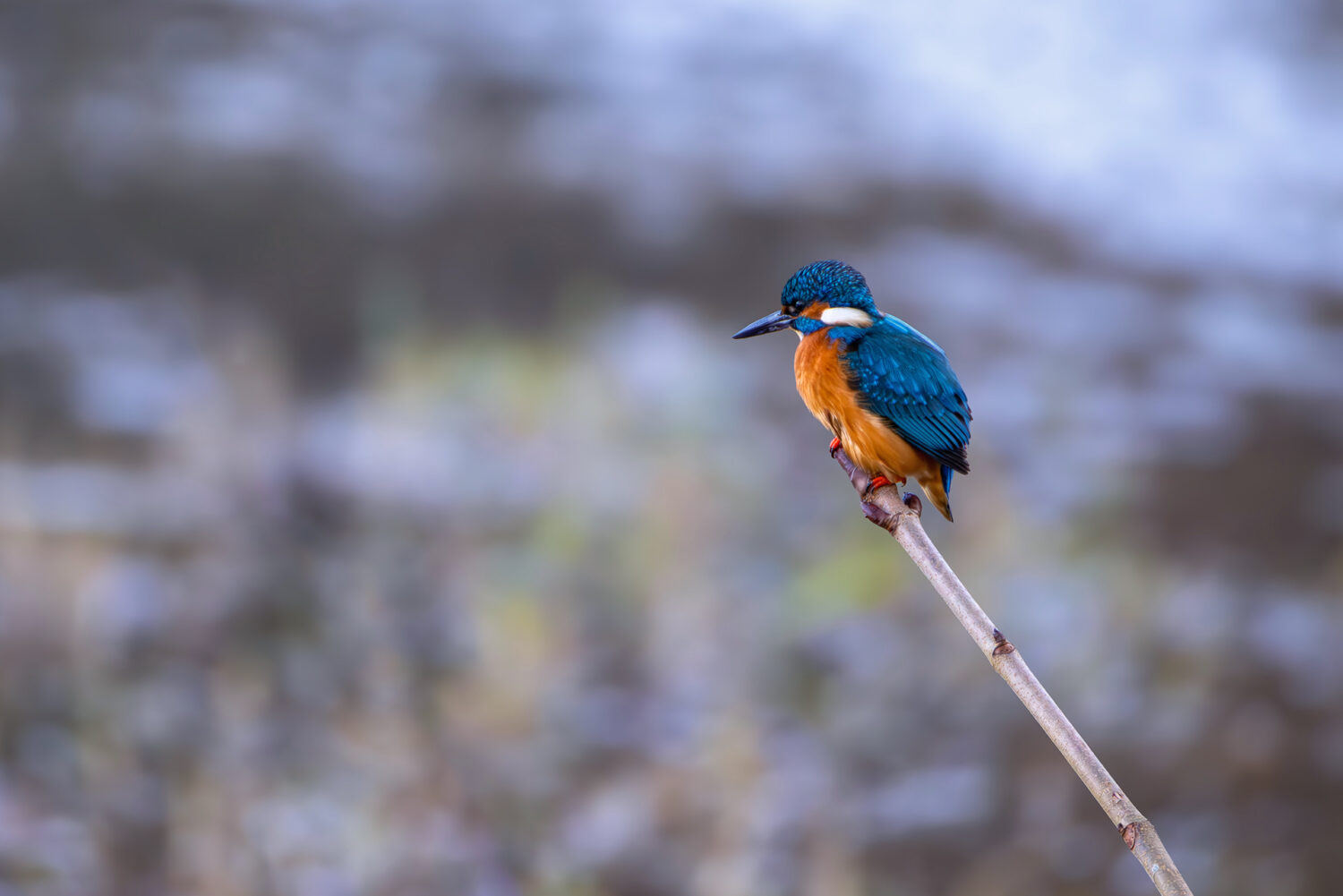 Herr Eisvogel auf seinem Jagdansitz