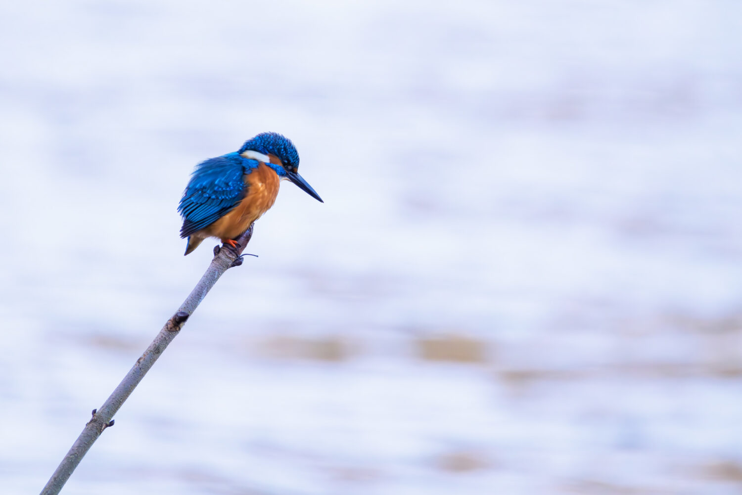 Herr Eisvogel auf seinem Jagdansitz