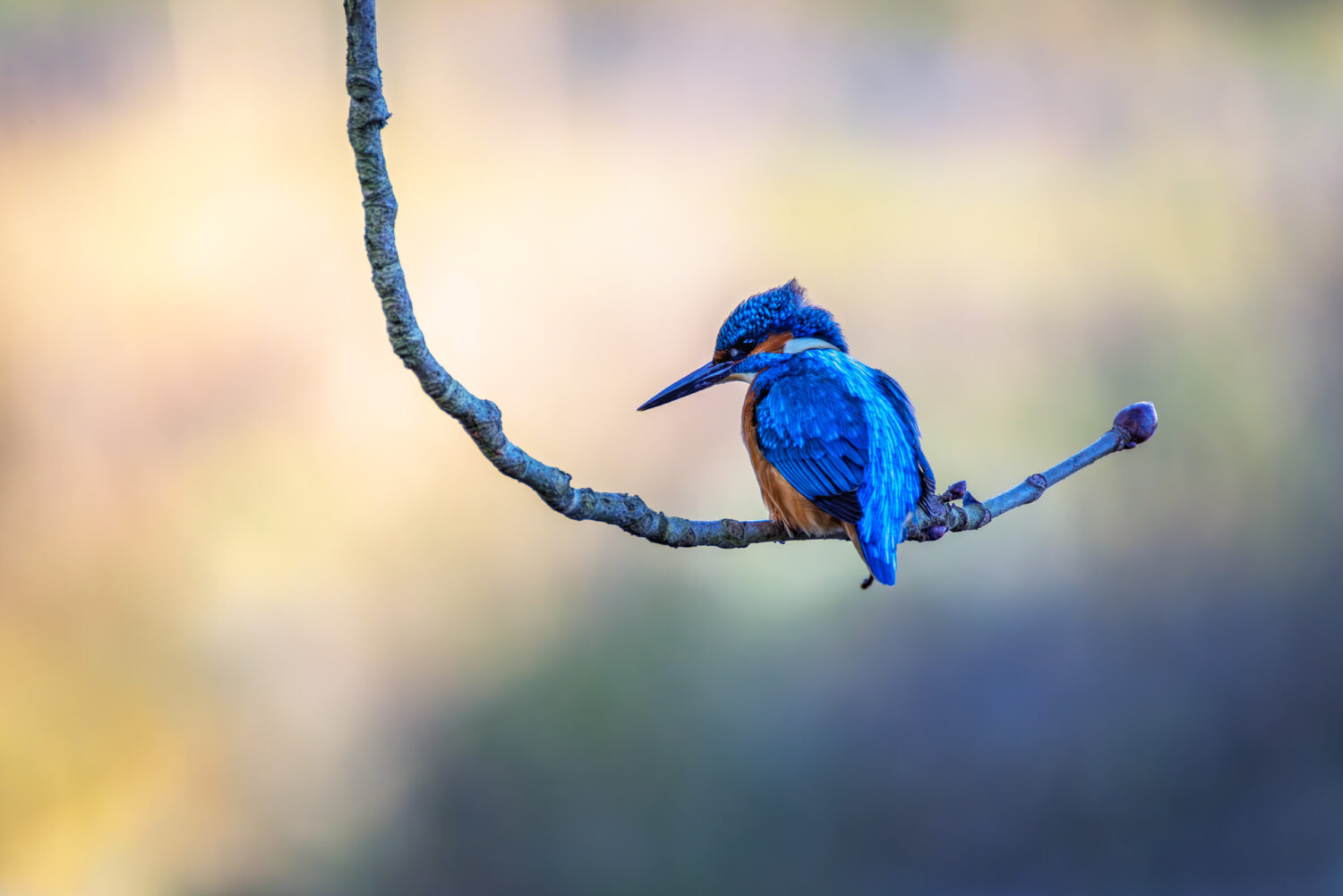 Herr Eisvogel auf seinem Jagdansitz