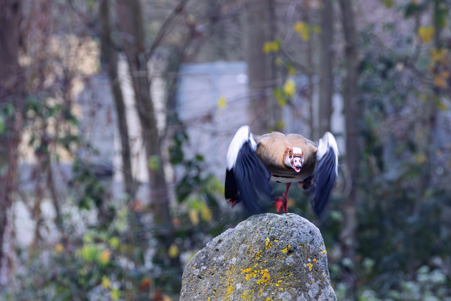 Nichts wie weg - Nilgans