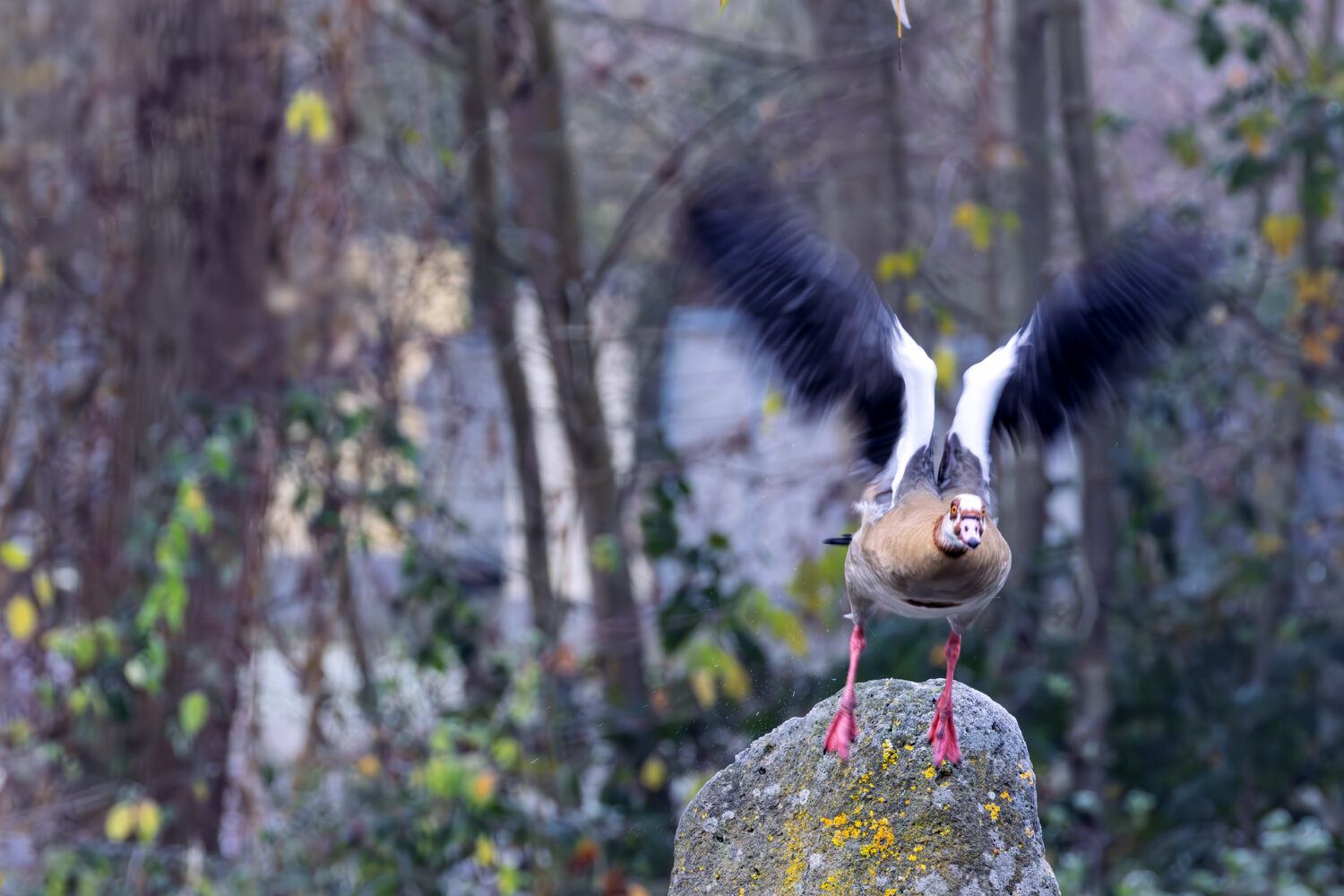 Nichts wie weg - Nilgans