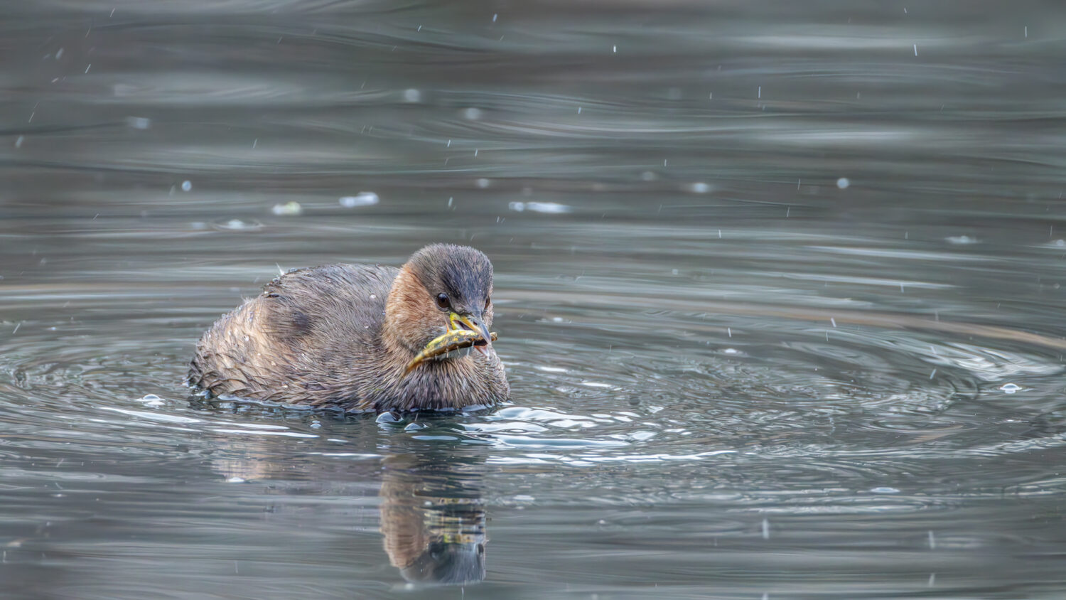 Zwergtaucher mit Beute