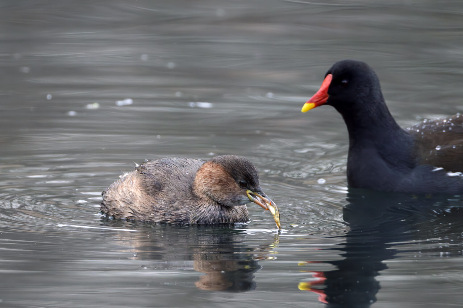 Zwergtaucher mit Beute und Teichhuhn im Hintergrund