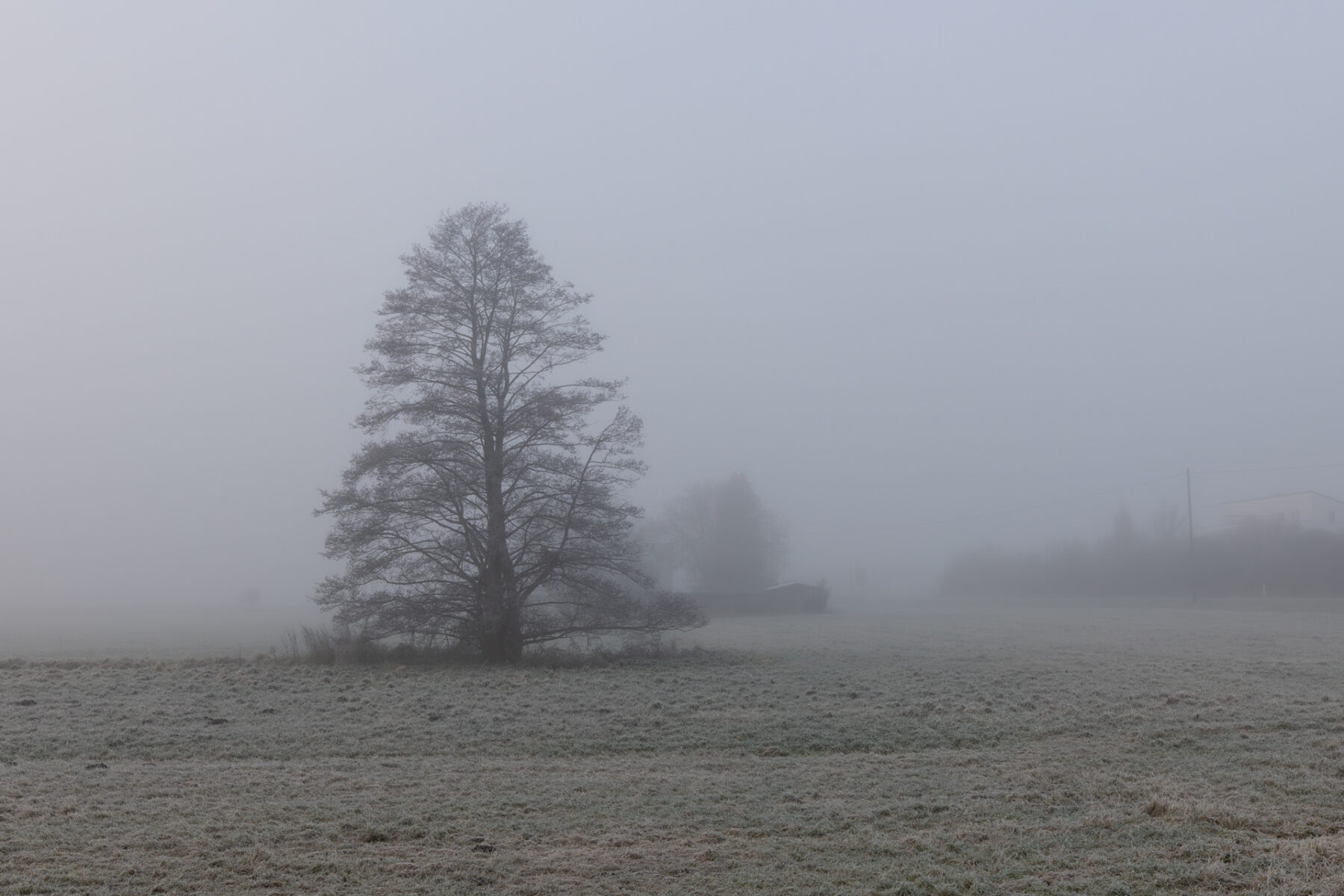 Frostiger Nebelmorgen