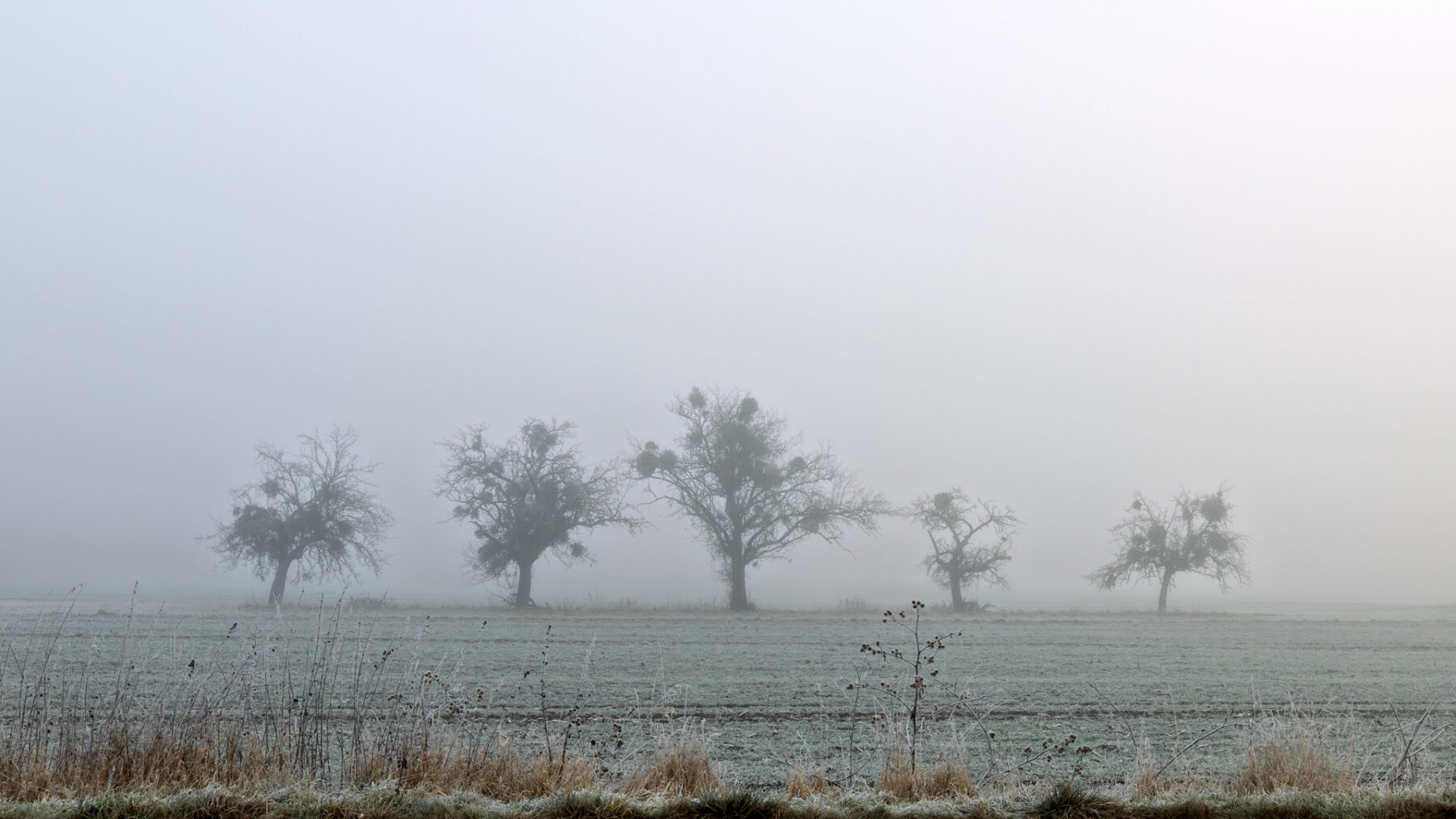 Frostiger Nebelmorgen