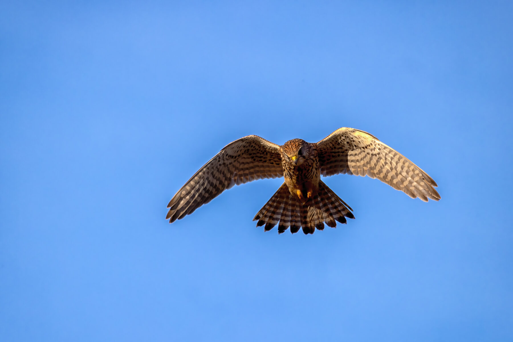 Turmfalke - weiblich