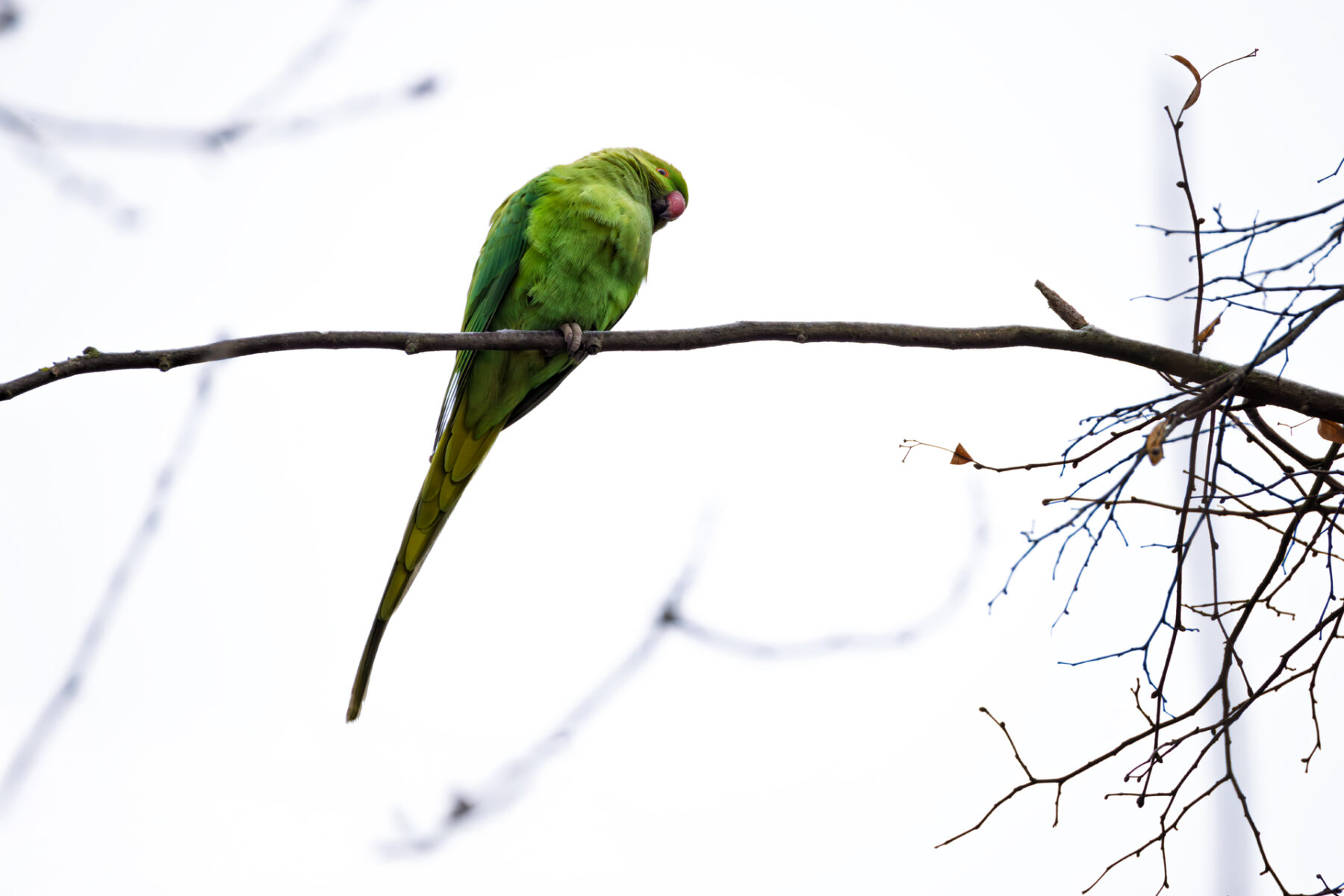 Halsbandsittich - weiblich