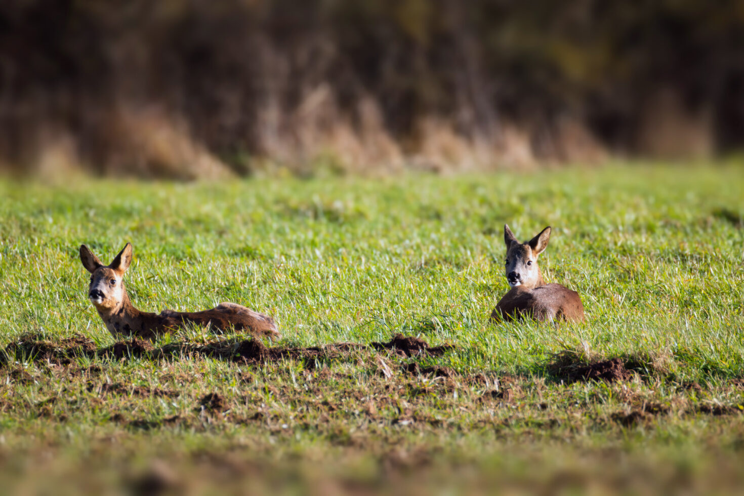 Reh mit ihrem letztjährigen Nachwuchs ... ein Böckchen