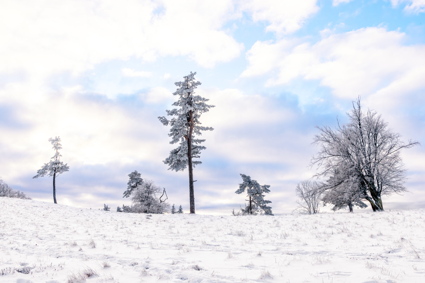 Verschneite Wacholderheide bei Arft (Eifel)
