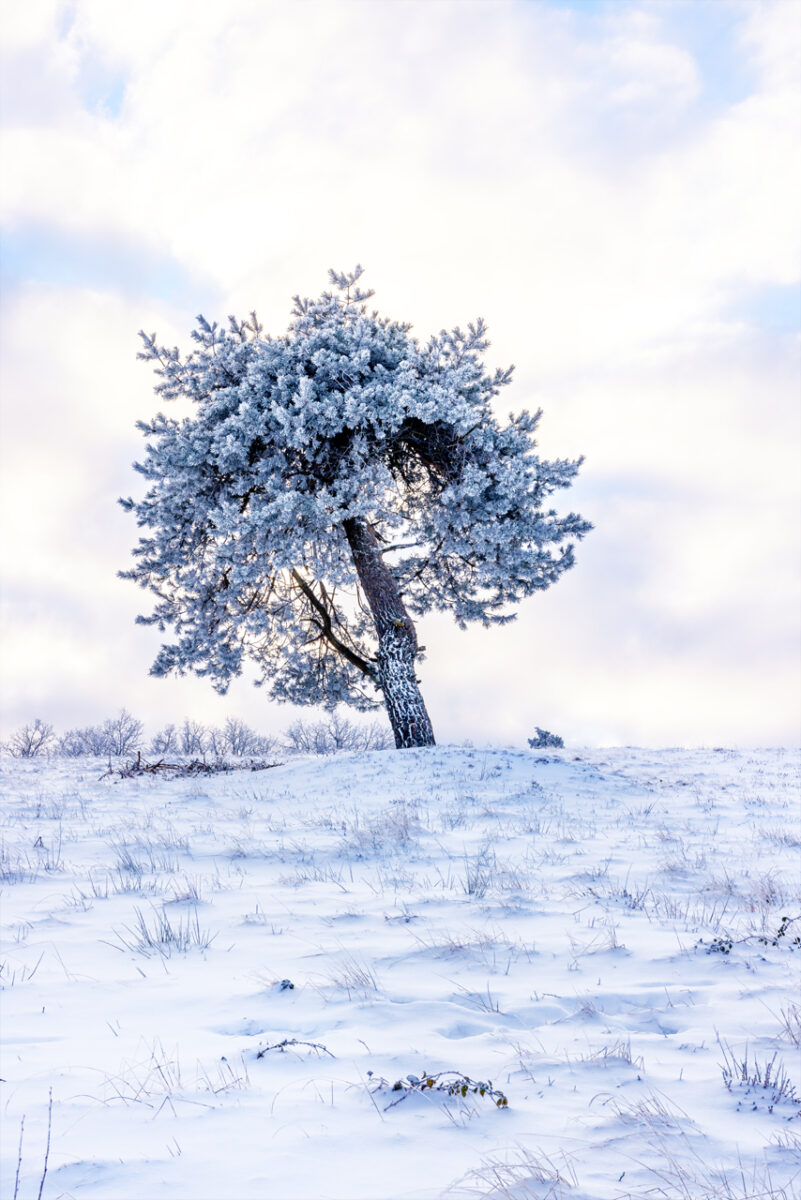 Verschneite Wacholderheide bei Arft (Eifel)