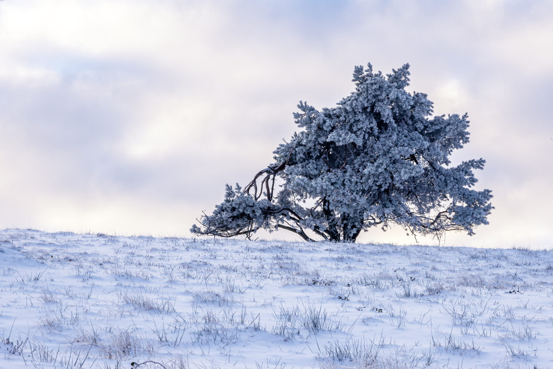 Verschneite Wacholderheide bei Arft (Eifel)