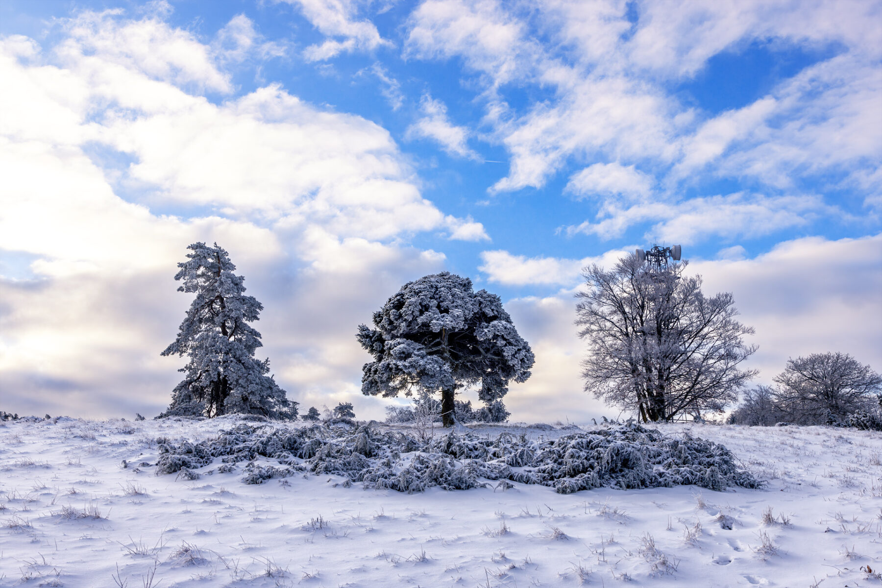 Verschneite Wacholderheide bei Arft (Eifel)