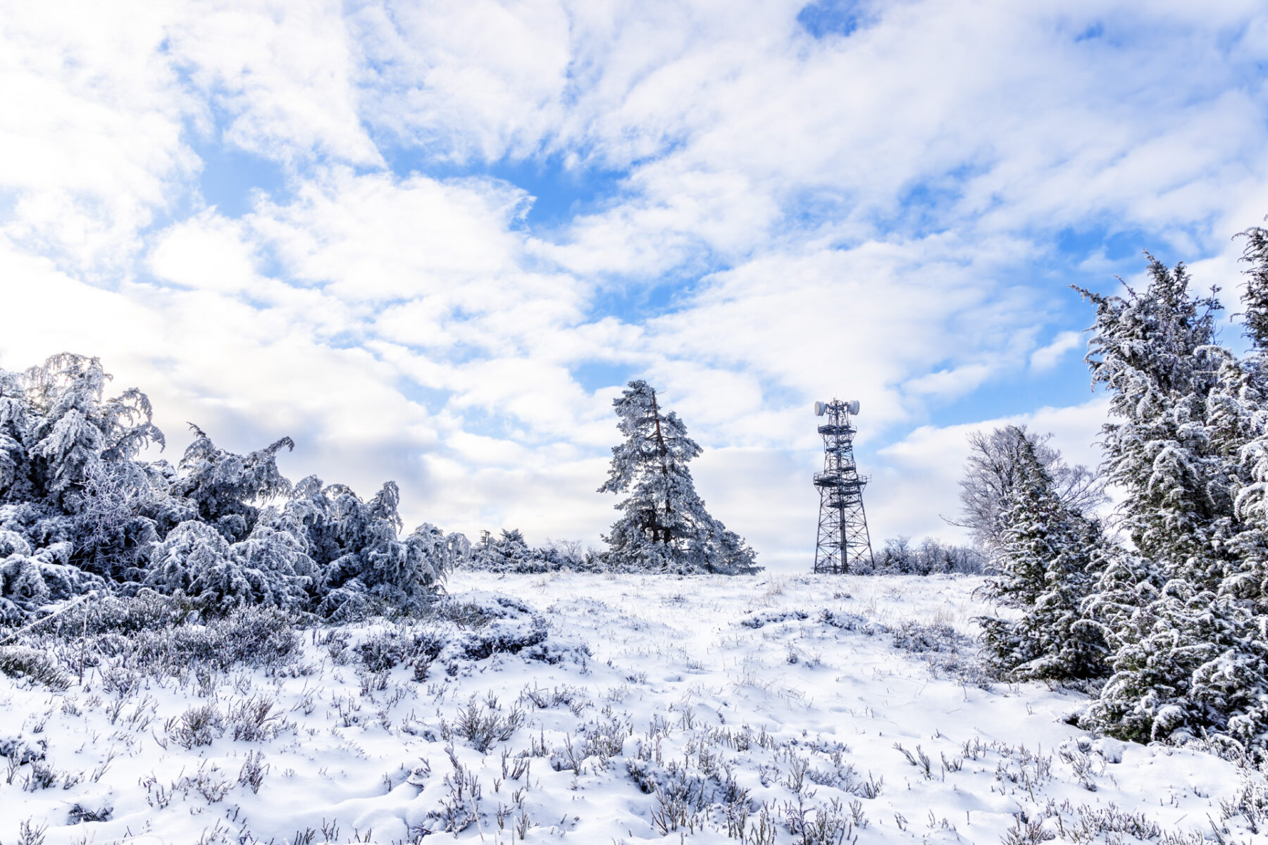 Verschneite Wacholderheide bei Arft (Eifel)