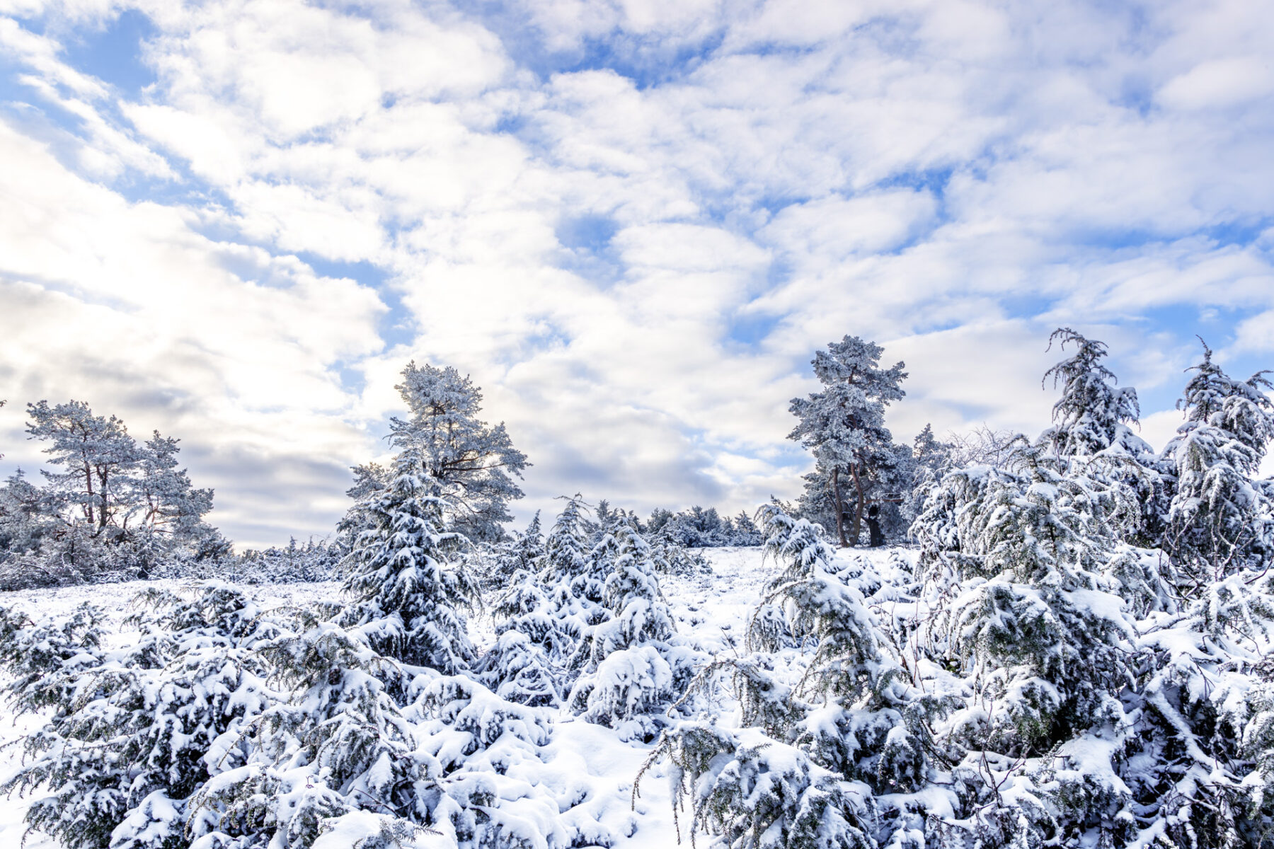 Verschneite Wacholderheide bei Arft (Eifel)