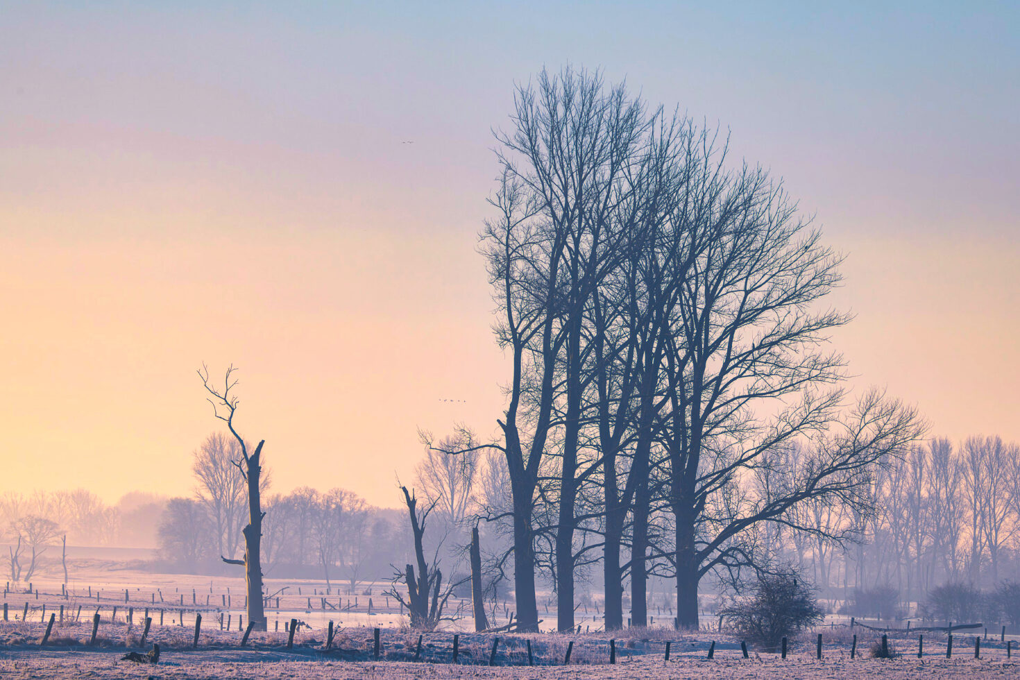 Wintermorgen auf der Bislicher Insel