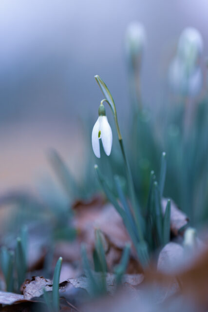 Schneeglöckchen