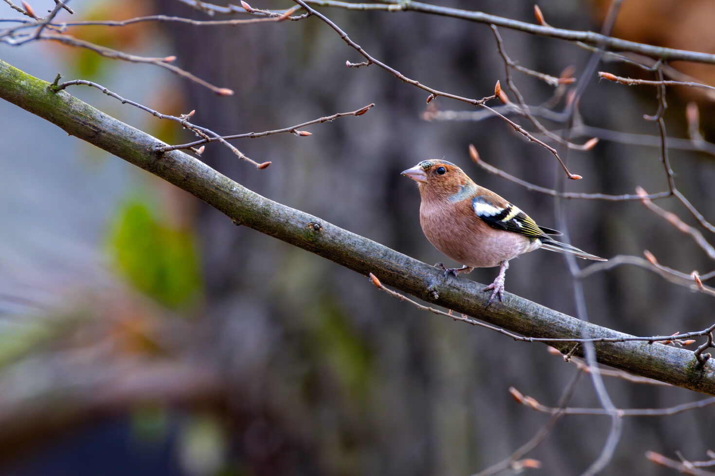 Buchfink - männlich (mit Finkenfuß infiziert)