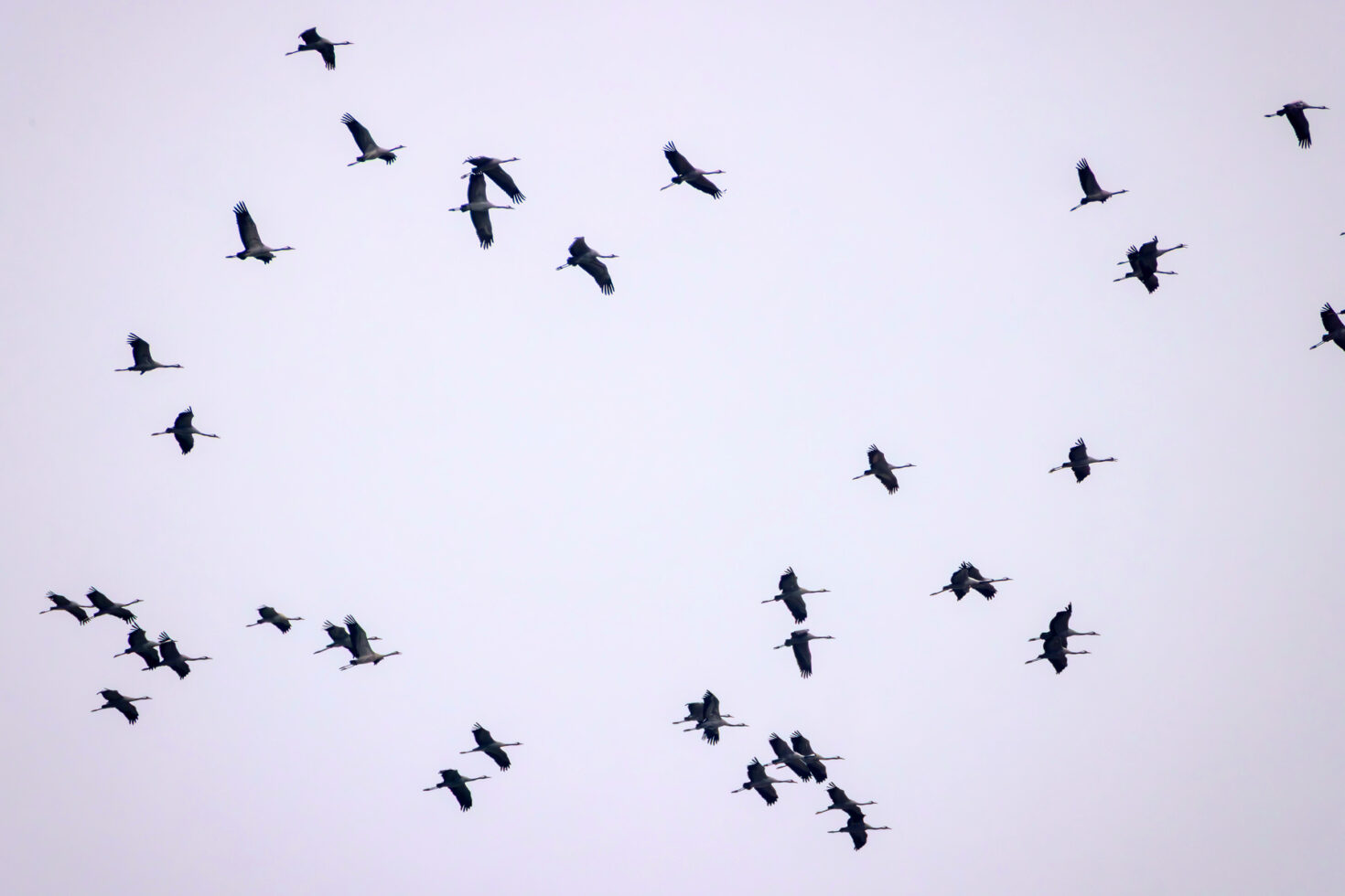 Kraniche über dem Vorgebirge auf dem Weg ins Sommerquartier