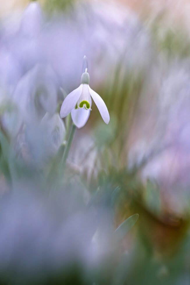 Schneeglöckchen