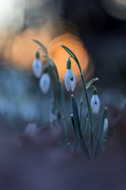 Schneeglöckchen bei Sonnenuntergang