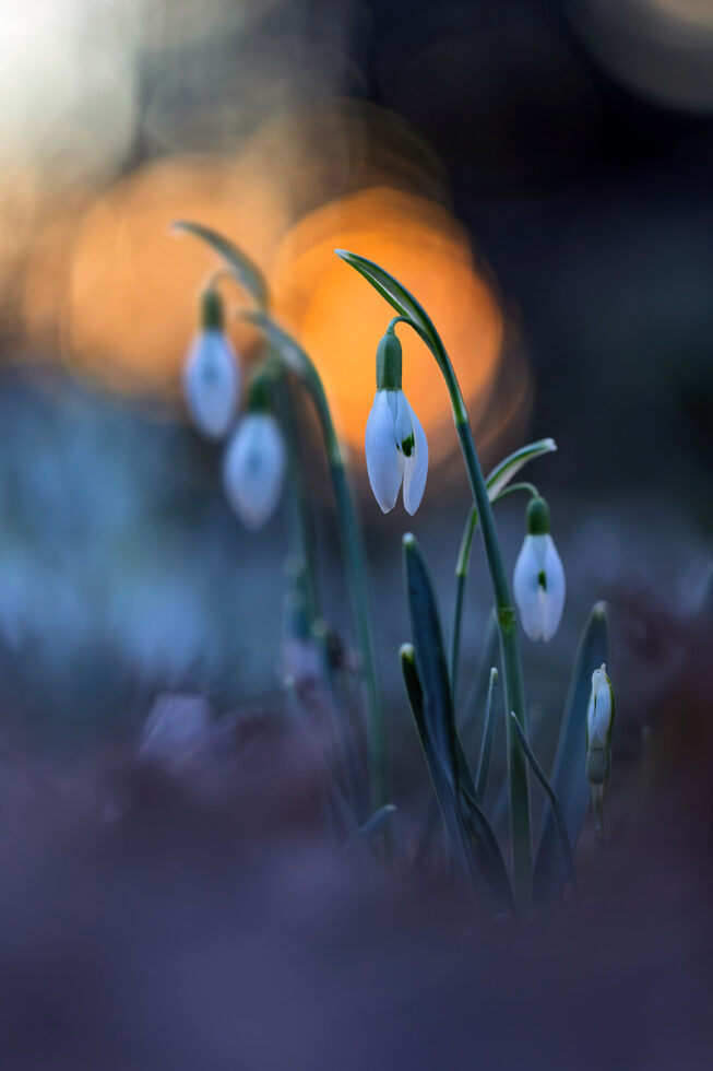 Schneeglöckchen bei Sonnenuntergang