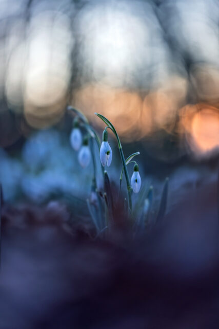 Schneeglöckchen bei Sonnenuntergang