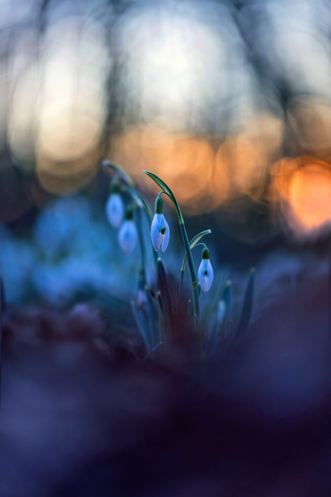 Schneeglöckchen bei Sonnenuntergang