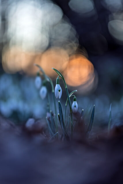 Schneeglöckchen bei Sonnenuntergang
