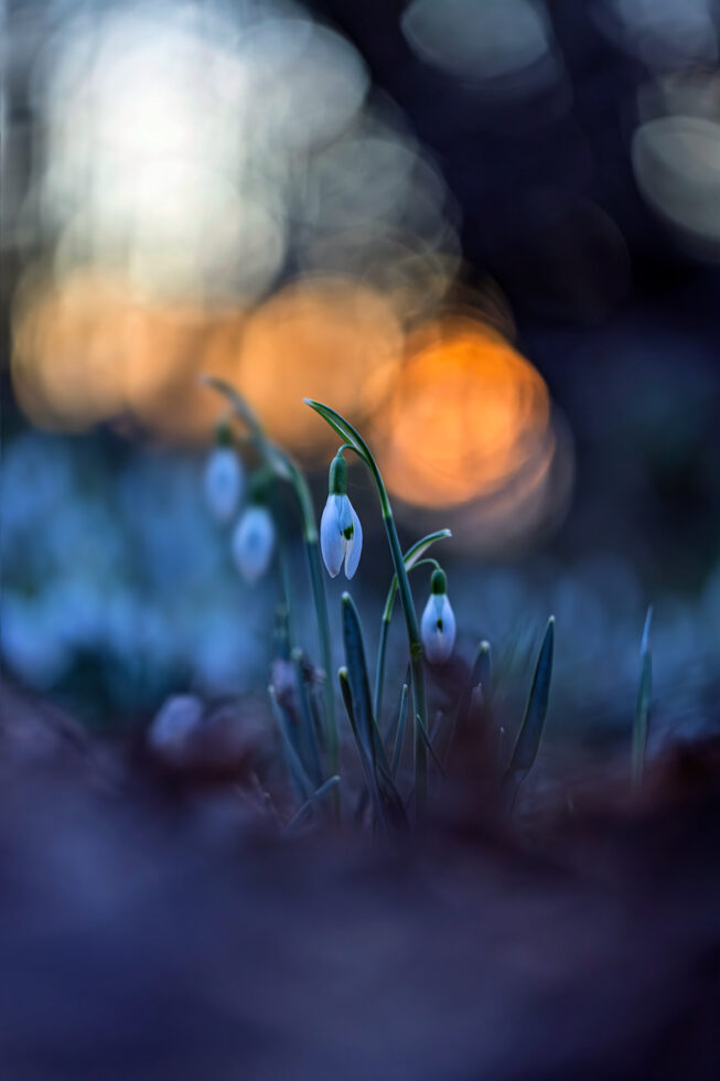 Schneeglöckchen bei Sonnenuntergang