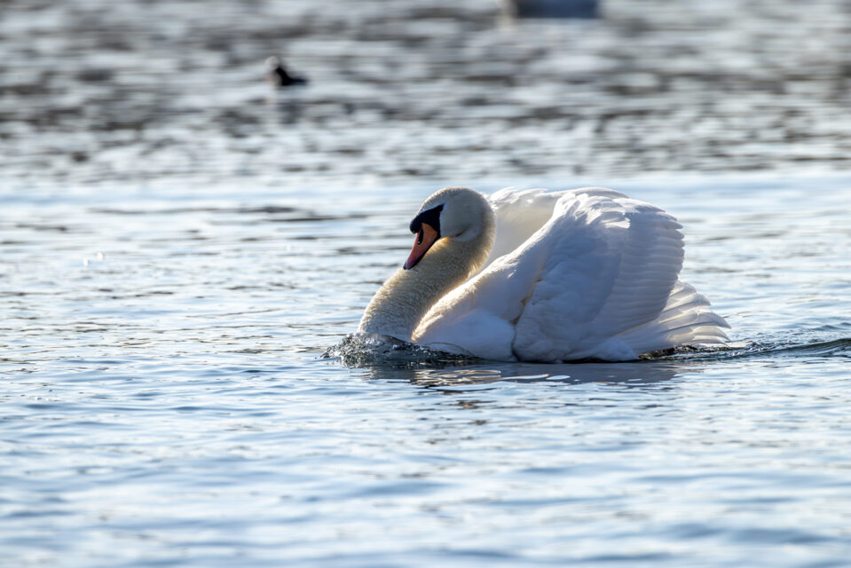 Der Chef vom Rheinauensee :-)